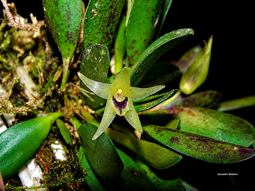 Octomeria estrellensis