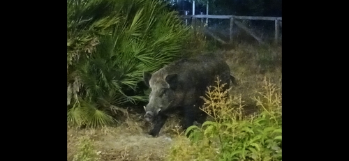 Wild Boar