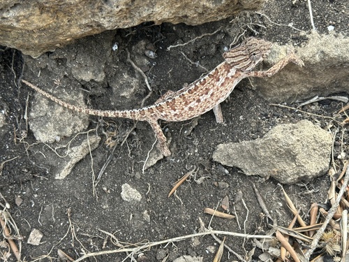 Common Chameleon