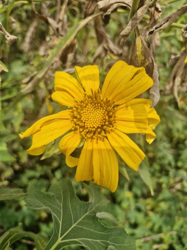 Mexican sunflower