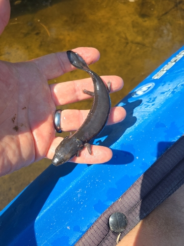 Common Mudpuppy observed by huntertromp