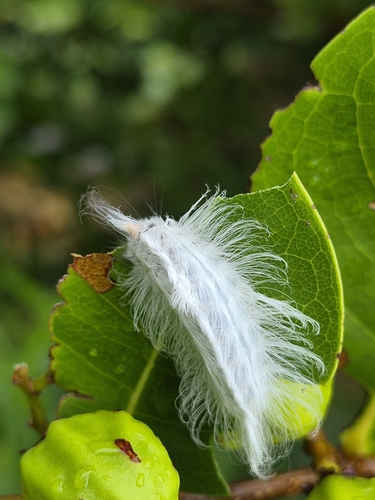 Megalopyge krugii