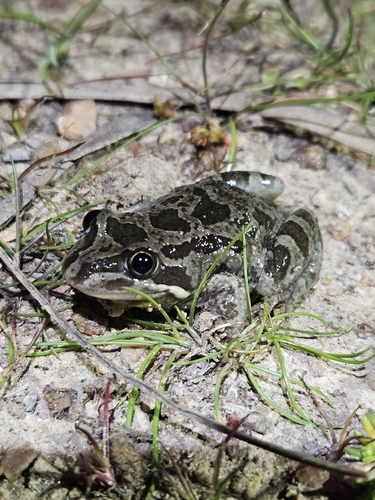 Spotted Marsh Frog