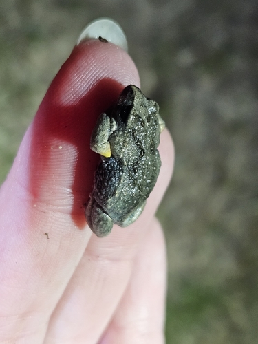 Brown Brood Frog