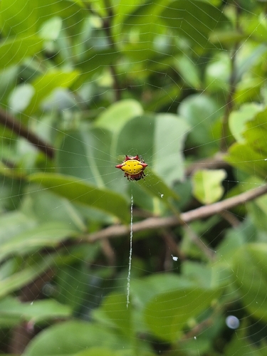 Spinybacked Orbweaver