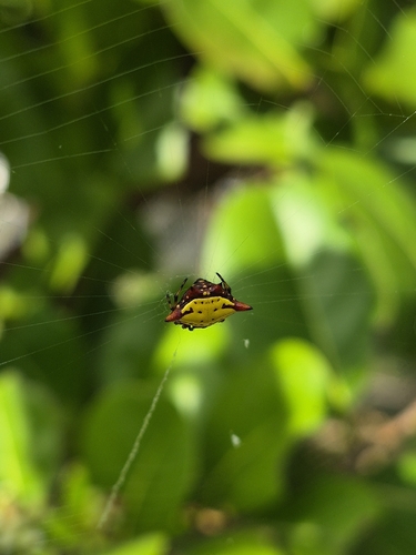 Spinybacked Orbweaver