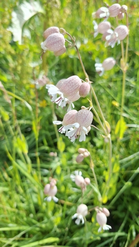 bladder campion