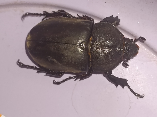 Trypoxylus dichotomus septentrionalis