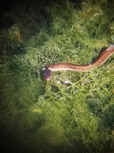 grass snake