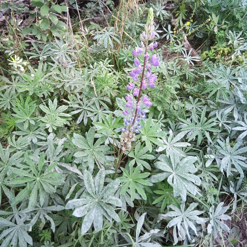 Large-leaved lupine
