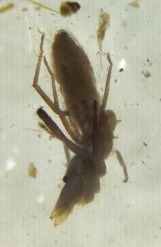 Mummucia coaraciandu