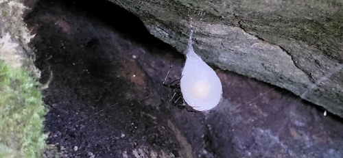 Eastern Cave Long-jawed Spider