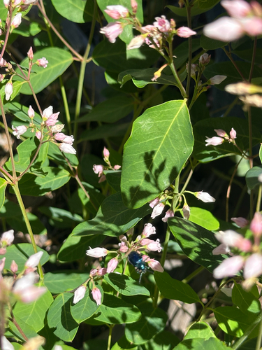 iNaturalist observation photo of spreading dogbane