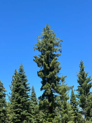 iNaturalist observation photo of sugar pine