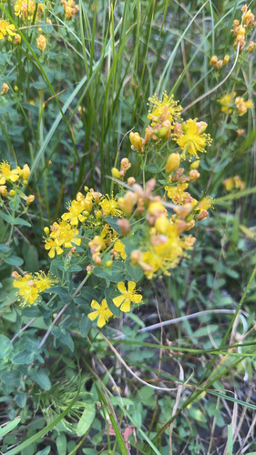 iNaturalist observation photo of Scouler's St. John's wort