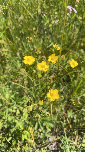 iNaturalist observation photo of slender cinquefoil