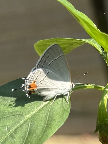 Gray Hairstreak