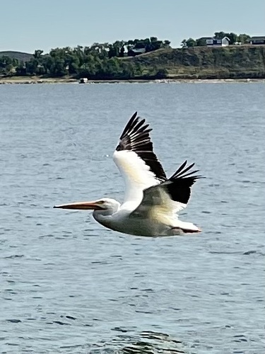 American White Pelican