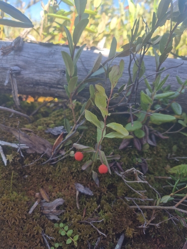 Northern Comandra