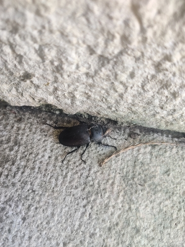 European Stag Beetle