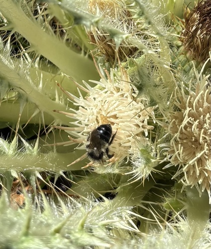 iNaturalist observation photo of White-fronted Small-Mason