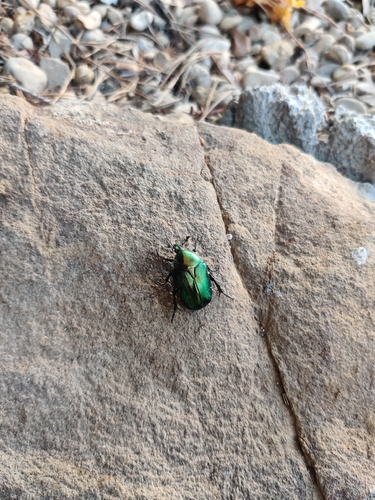 European Rose Chafer
