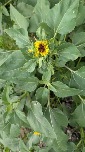 Common Sunflower