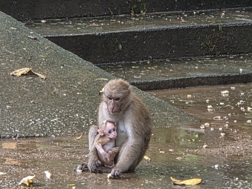 Assam Macaque