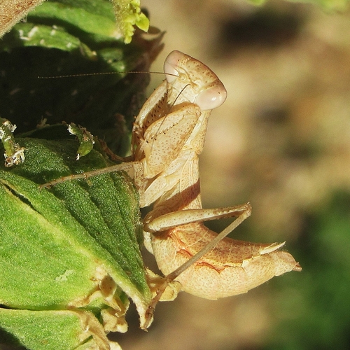 European Dwarf Mantis