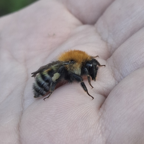 Schrenck's Bumble Bee