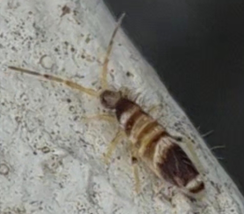 Entomobrya superba