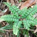 Fan-leaved Maidenhair - Photo (c) 歐陽秀華, all rights reserved, uploaded by 歐陽秀華