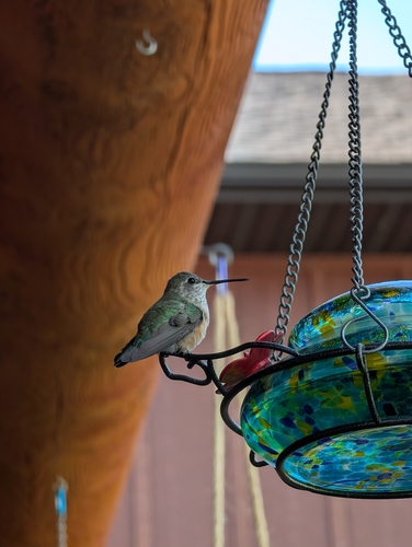 Broad-tailed Hummingbird