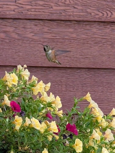 Rufous Hummingbird