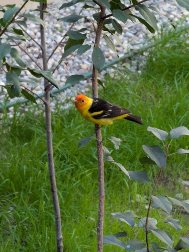 Western Tanager