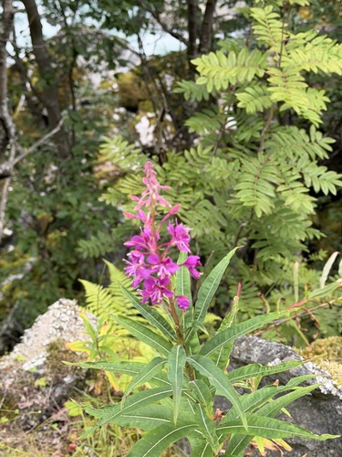 fireweed