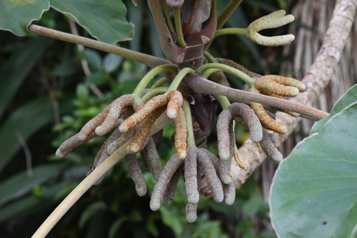 trumpet tree