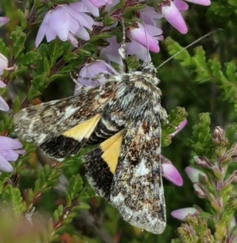 Beautiful Yellow Underwing