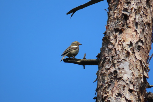 Common Chaffinch
