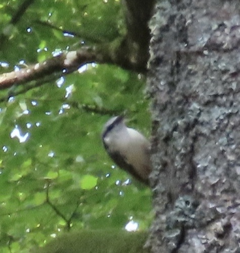 Eurasian Nuthatch