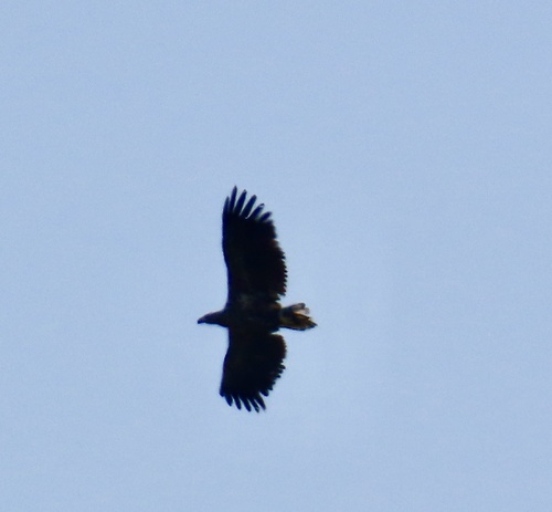 Haliaeetus albicilla albicilla