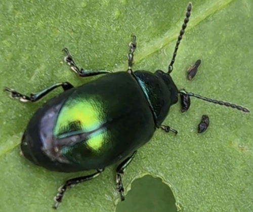 Green Dock Beetle