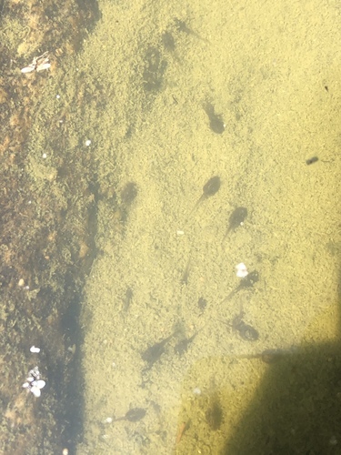 iNaturalist observation photo of Pacific chorus frog