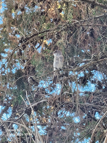 Spotted Flycatcher