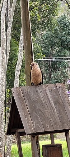 Yellow-headed Caracara