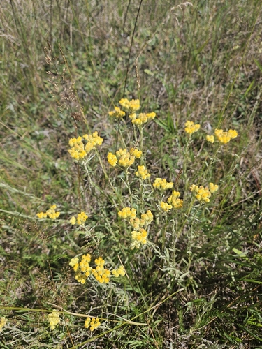Dwarf Everlasting