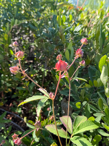 marsh cinquefoil