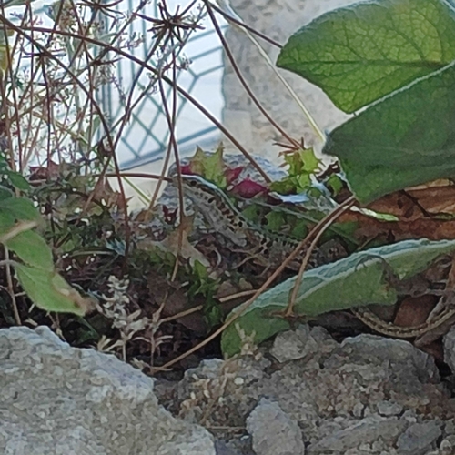 Italian Wall Lizard