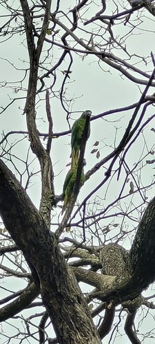 Red-shouldered Macaw