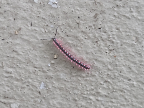 Desmoxytes planata